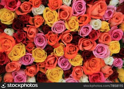 Multicored wedding roses: a mix of orange, red, pink and white