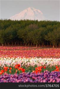 Multiple colors of Tulips grow in the field with Mt. Hood beyond
