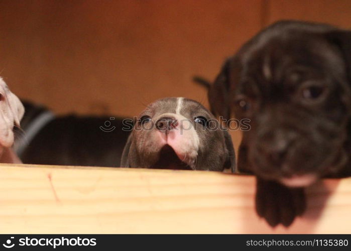 multiple multi-colored cute young small purebred Australian Staffordshire terrior pups resting and playing with eachother on a sunny afternoon in their family home dog kennel, Australia