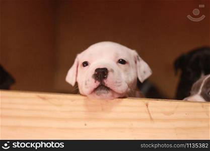 multiple multi-colored cute young small purebred Australian Staffordshire terrior pups resting and playing with eachother on a sunny afternoon in their family home dog kennel, Australia