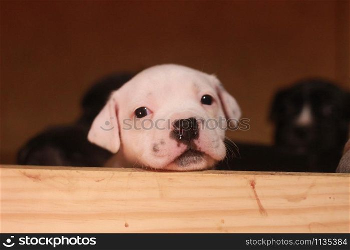 multiple multi-colored cute young small purebred Australian Staffordshire terrior pups resting and playing with eachother on a sunny afternoon in their family home dog kennel, Australia
