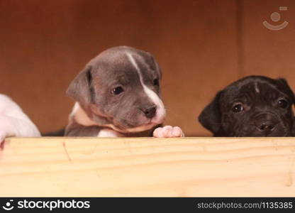 multiple multi-colored cute young small purebred Australian Staffordshire terrior pups resting and playing with eachother on a sunny afternoon in their family home dog kennel, Australia