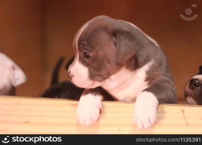 multiple multi-colored cute young small purebred Australian Staffordshire terrior pups resting and playing with eachother on a sunny afternoon in their family home dog kennel, Australia