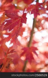 Multiple red autumn maple leaves.