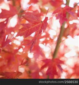 Multiple red autumn maple leaves.