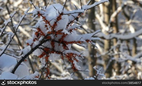 multiple shots of orange berries in alpine setting