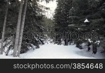 multiple shots of pine trees in winter and close up of snow on branches