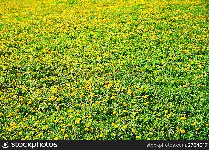 multitude of dandelions on spring meadow background