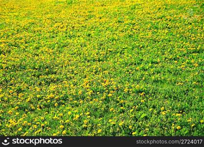 multitude of dandelions on spring meadow background