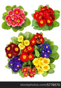 multocolor primula flowers isolated on white background. colorful fresh spring blooms