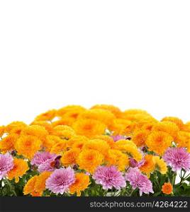 Mums Flowers On White Background