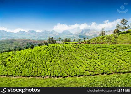 Munnar Tea plantation near Munnar town, Karnataka, India