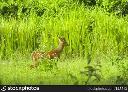 Muntiacus muntjak or fea&rsquo;s barking deer or so called fea&rsquo;s muntjac with flowers in backgound