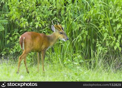 Muntiacus muntjak or fea’s barking deer or so called fea’s muntjac with flowers in backgound