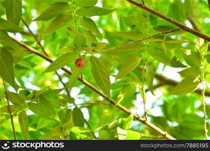 Muntingia calabura. Asian cherry fruit