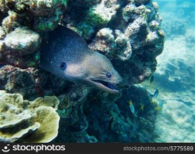 muraena, hiding in the coral. Thailand