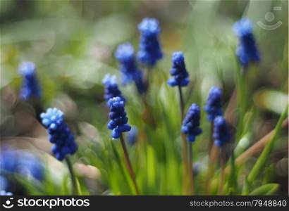 murine hyacinth flowers
