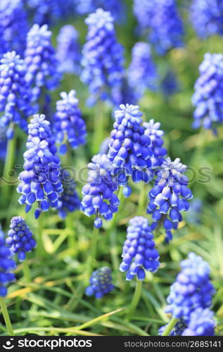 Muscari