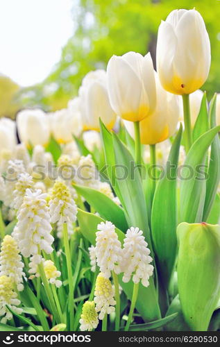 Muscari botryoides and tulips in spring time