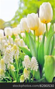 Muscari botryoides and tulips in spring time