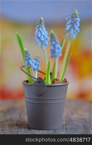 Muscari botryoides flowers also known as blue grape hyacinth in bucket