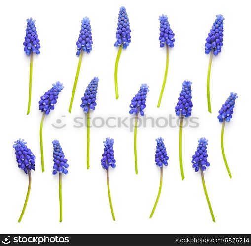 Muscari flowers isolated on white background. Top view. Flat lay
