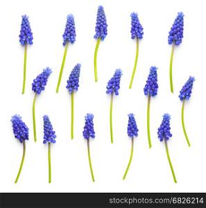 Muscari flowers isolated on white background. Top view. Flat lay