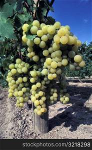 Muscat Grapes Hanging on the Vine