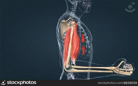 Muscle of the armflexion and extension 3d illustration. Muscle of the armflexion and extension