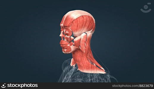 Muscles of the head and neck 3D illustration. Muscles of the head and neck