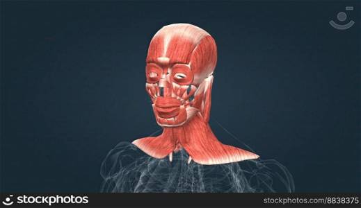 Muscles of the head and neck 3D illustration. Muscles of the head and neck