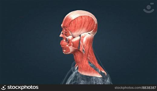 Muscles of the head and neck 3D illustration. Muscles of the head and neck