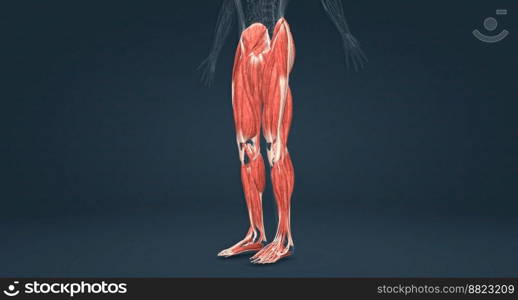 Muscles of the lower limbs 3D illustration. Muscles of the lower limbs