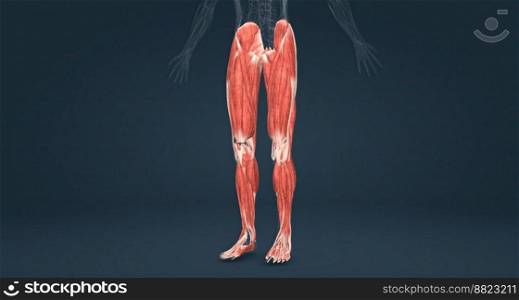 Muscles of the lower limbs 3D illustration. Muscles of the lower limbs