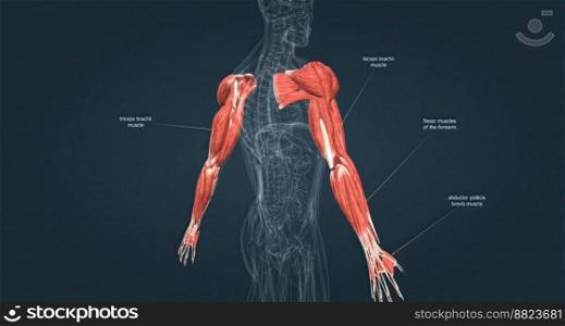 Muscles of the upper limbs 3D illustration. Muscles of the upper limbs