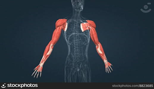 Muscles of the upper limbs 3D illustration. Muscles of the upper limbs