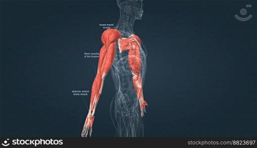 Muscles of the upper limbs 3D illustration. Muscles of the upper limbs