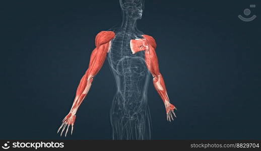 Muscles of the upper limbs 3D illustration. Muscles of the upper limbs