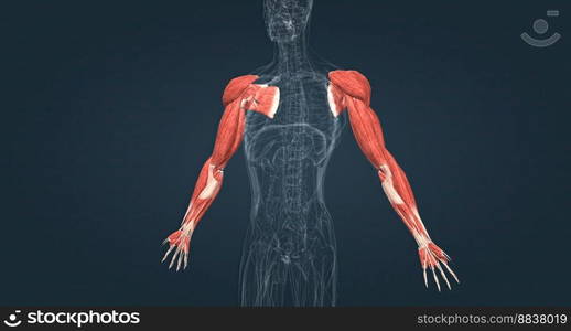 Muscles of the upper limbs 3D illustration. Muscles of the upper limbs