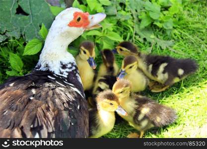 Muscovy duck hen its with ducklings in the poultry. Muscovy duck hen with its amusing ducklings going on the grass in the poultry