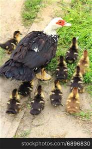 Muscovy duck hen with ducklings in the poultry. Muscovy duck hen with amusing ducklings in the poultry