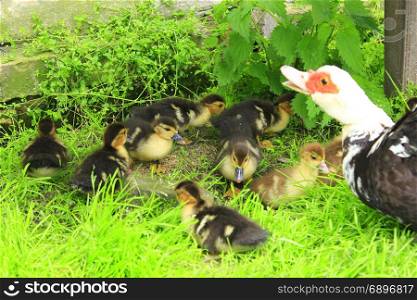 Muscovy duck hen with ducklings on the grass. Muscovy duck hen with amusing ducklings on the green grass