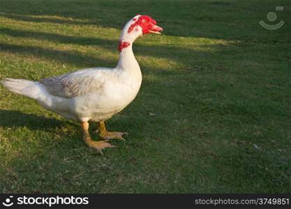 Muscovy duck in the farm