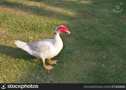 Muscovy duck in the farm