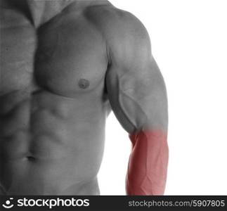 Muscular male torso of bodybuilder on white background. bodybuilder