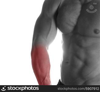 Muscular male torso with arms selected on white background. bodybuilder