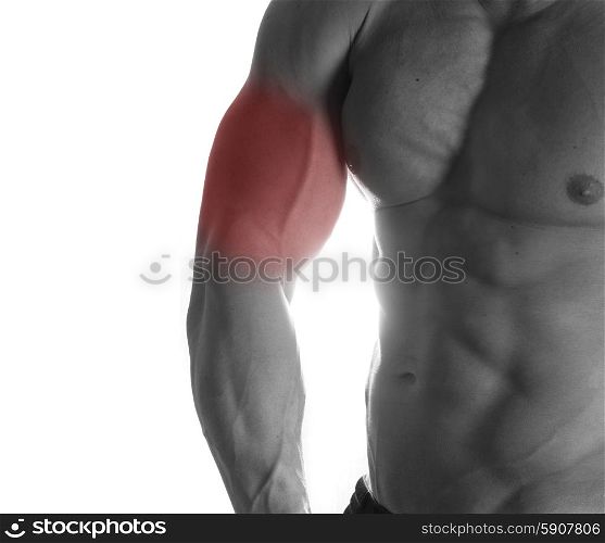 Muscular male torso with biceps selected on white background. bodybuilder