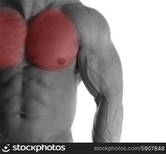 Muscular male torso with chest selected on white background. bodybuilder