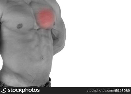 Muscular male torso with chest selected on white background. bodybuilder body closeup
