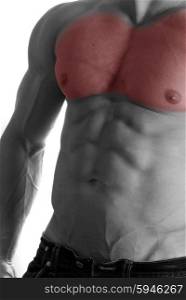 Muscular male torso with chest selected on white background. bodybuilder body closeup